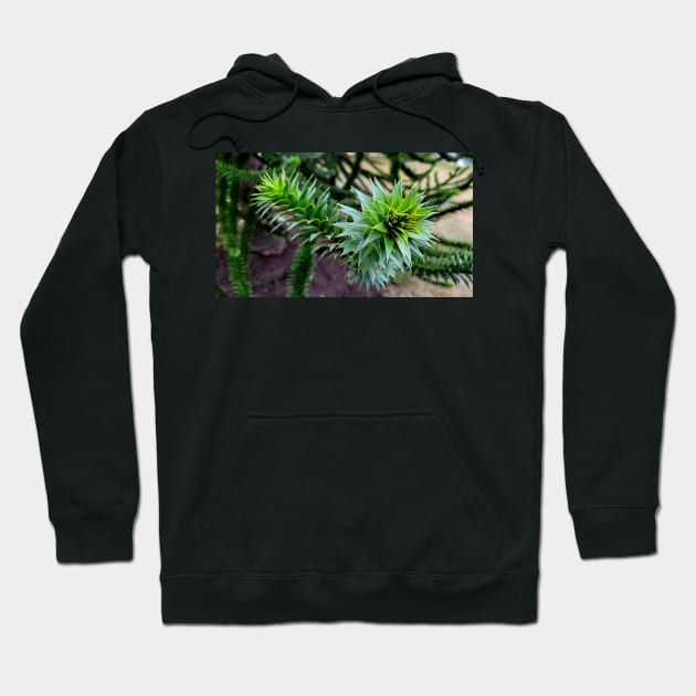 Monkey Puzzle Tree Hoodie by Rebekah Slick